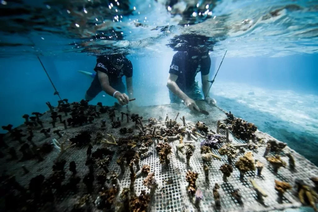 Tahiti Coral Conservation with Coral Gardeners