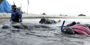 Snorkellers participating in the HMS Wager expedition, searching for remnants of the 18th-century shipwreck in Patagonian waters