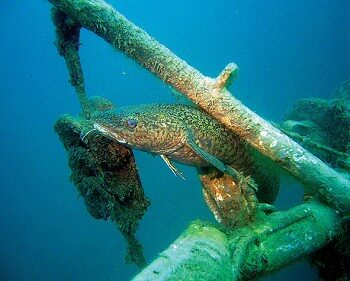 Diving Lake Khovsgol Mongolia: Exploring the Dark Blue Pearl 7 Burbot fish hiding under sunken log in Lake Khovsgol during Diving Lake Khovsgol Mongolia