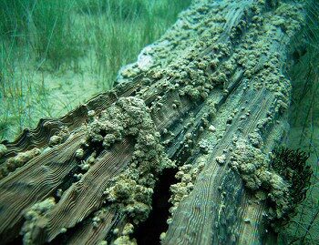 Diving Lake Khovsgol Mongolia: Exploring the Dark Blue Pearl 6 Lichens and algae covering a sunken log in Lake Khovsgol during Diving Lake Khovsgol Mongolia expedition
