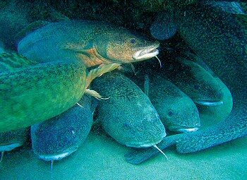 Diving Lake Khovsgol Mongolia: Exploring the Dark Blue Pearl 2 Eight burbot crowd beneath a sunken tree trunk.
