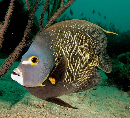 French angelfish at Harbour Reef