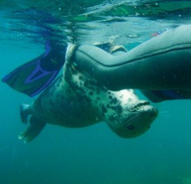 A seal hitches a ride from a passing snorkeller – in this case Steve Dover’s son Fiohann
