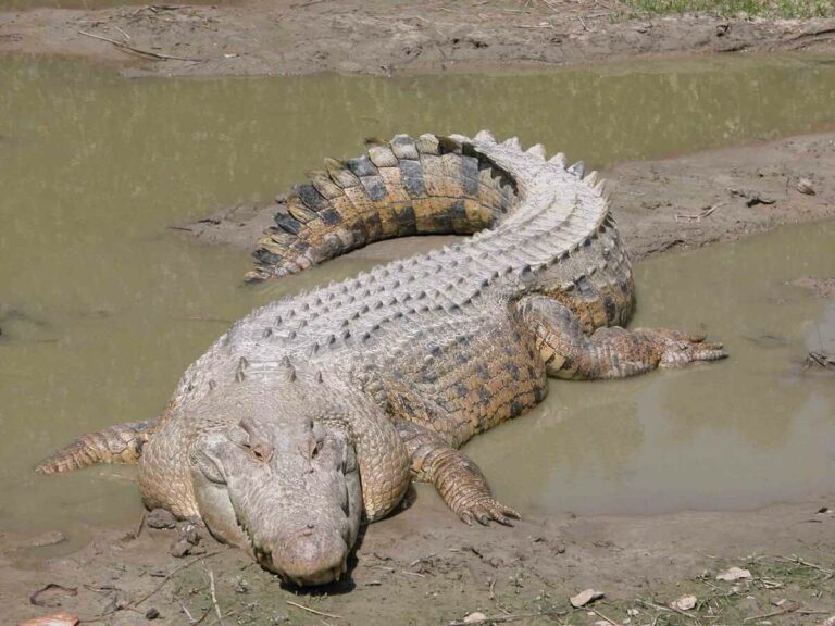 Krokodils