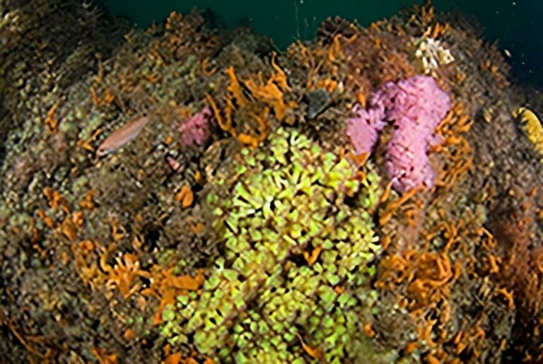 Jewel anemones and sponges in Plymouth Sound. (Paul Naylor, www.marineimages.co.uk)
