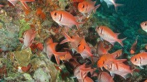 MARK EVANS: Grenada sponge and coral fest, with a very early start 1 DSC00914 300x168 1 1
