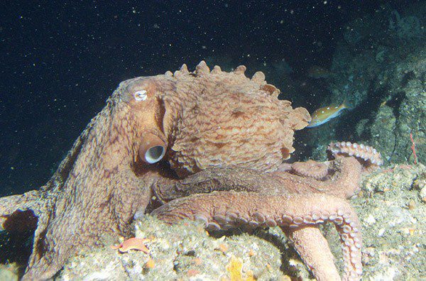 0817 dan medical giant pacific octopus