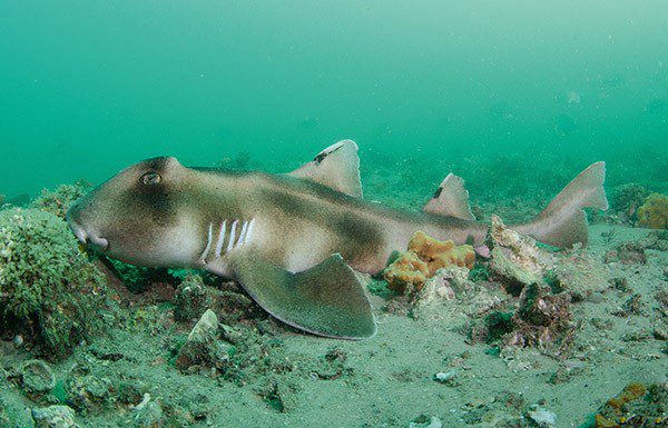 0817 normal sharks crested horn shark