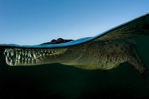 0817 outdoor photo crocodile