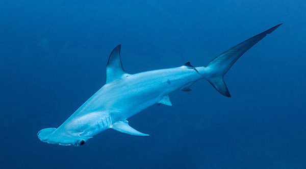 “Al escuchar las increíbles historias de los demás sobre tiburones martillo y mantas, decidí unirme a la segunda inmersión del día”.