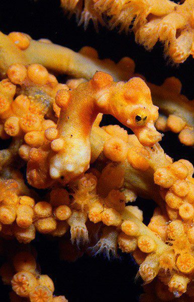 0817 seahorses denise orange