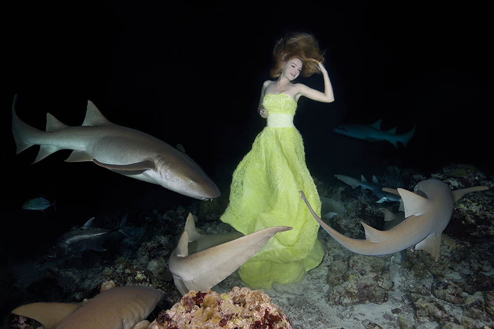 Night dance with sharks