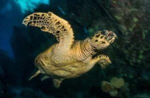 Duxy Turtle 1200202 Small 300x19 1