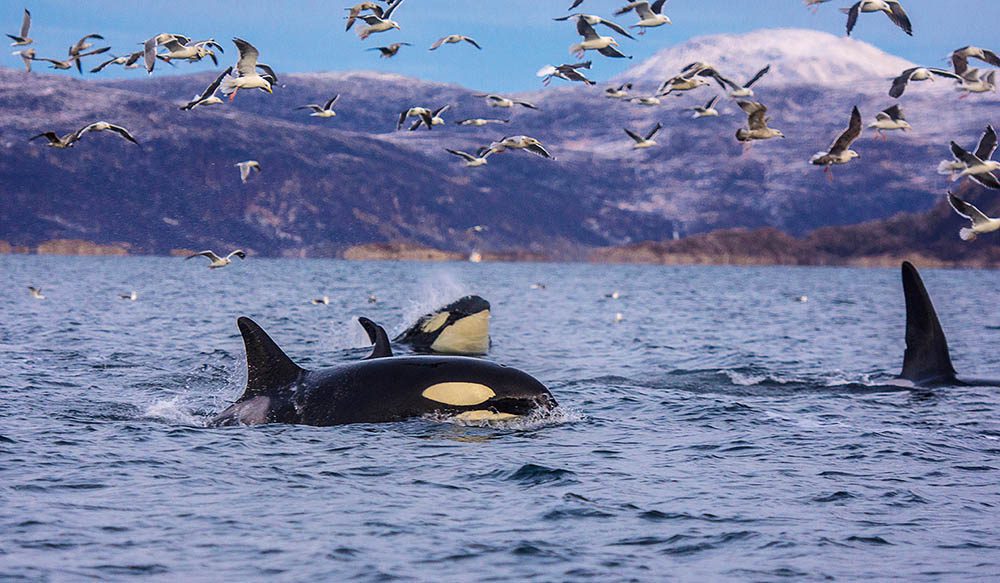 0118 orcas active on surface