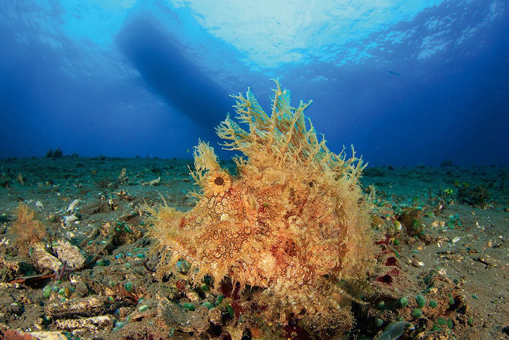 Un rhinopias en Alor, en el este de Indonesia, un destino que recibe varias menciones. Foto de : Ben Stokes, Dive Safari Asia