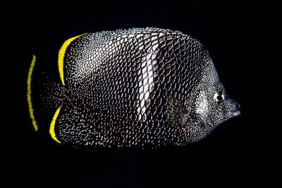 The endemic wrought-iron butterflyfish.