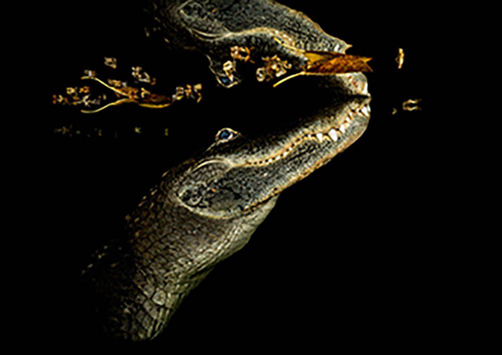 美洲短吻鱷，作者：克里斯奈特