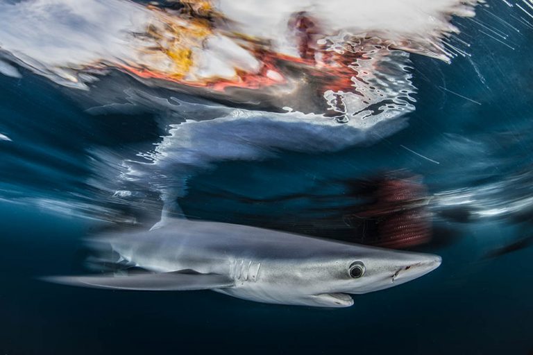 BLUE SHARK, BY NICK MOORE