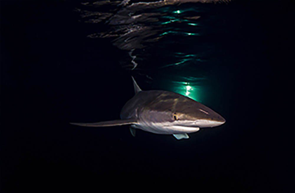 SILKY SHARK