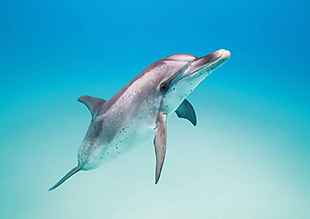 Delfin plamisty