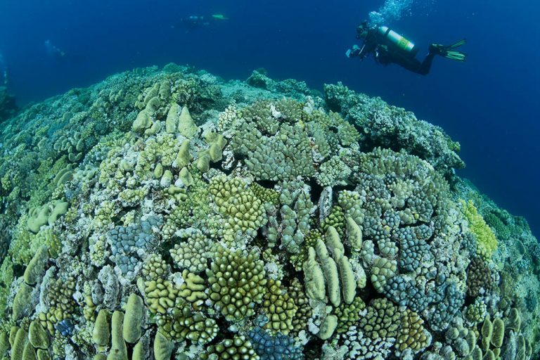 A diver explores the lovely hard coral gardens at Raine Island.