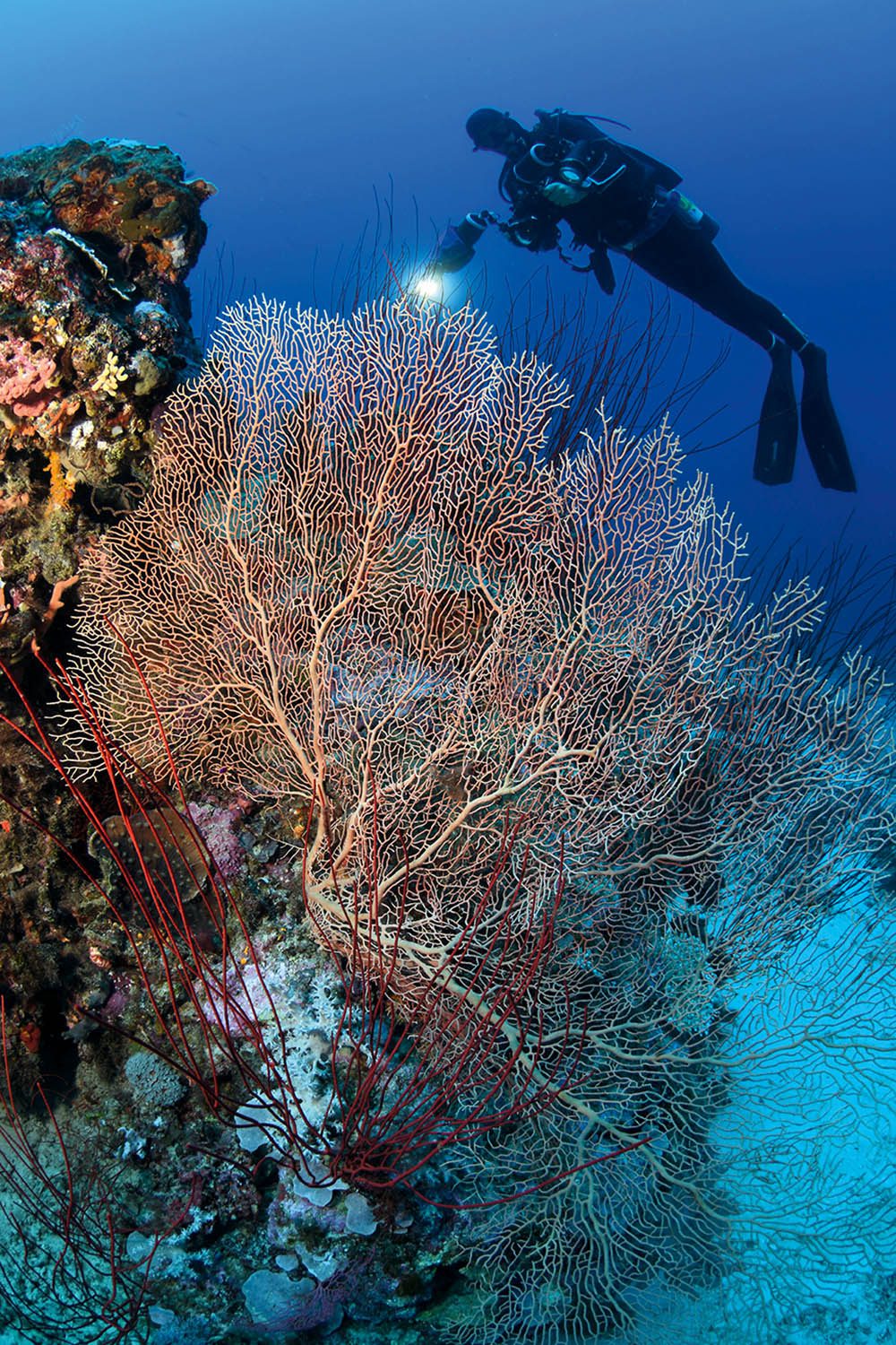 Gorgonie a bičovité korály jsou běžné v hlubších vodách na Dálném severu.