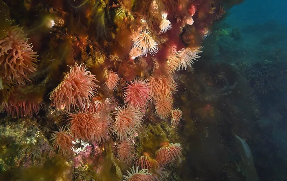 0218 anemoni colorati della Groenlandia