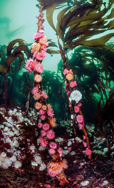 0917 Götter stecken brütende Anemonen in Seetang in die Tasche