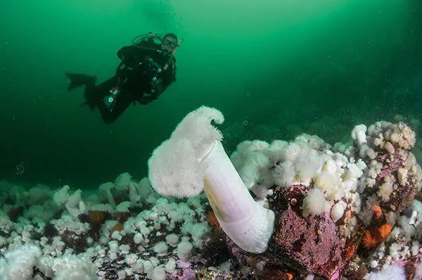 0917 bohové kapesní obří plumose sasanka