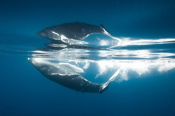 0917 tonga humpbacks mirror