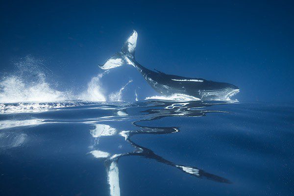 0917 tonga humpbacks ripples inverted
