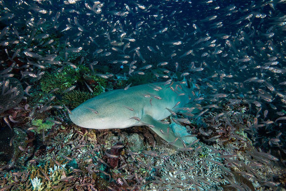 1017 amari maldives nurse shark
