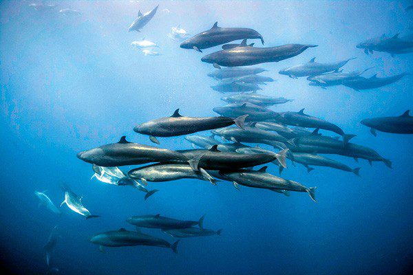 Valed mõõkvaalad Uus-Meremaa Põhjasaare rannikul. Vale mõõkvaal on tegelikult teatud tüüpi suur delfiin, keda leidub peamiselt avaookeanis. Nad on väga tõhusad kiskjad, keda on nähtud teisi delfiine ja vaalu ahistamas, kuid Uus-Meremaal ainulaadselt on nad loonud pikaajalise sideme ookeani pudelnina-delfiiniga.