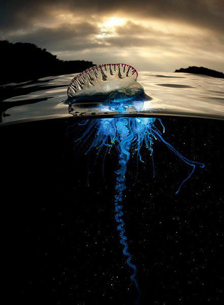 The venomous Portugese man-of-war is not a jellyfish but a siphonophore, an animal made up of a group of specialised individuals working together. They are also known as ‘floating terror’ as they can sail with the wind trailing their tentacles that deliver a sting very painful to humans and paralyses fish.