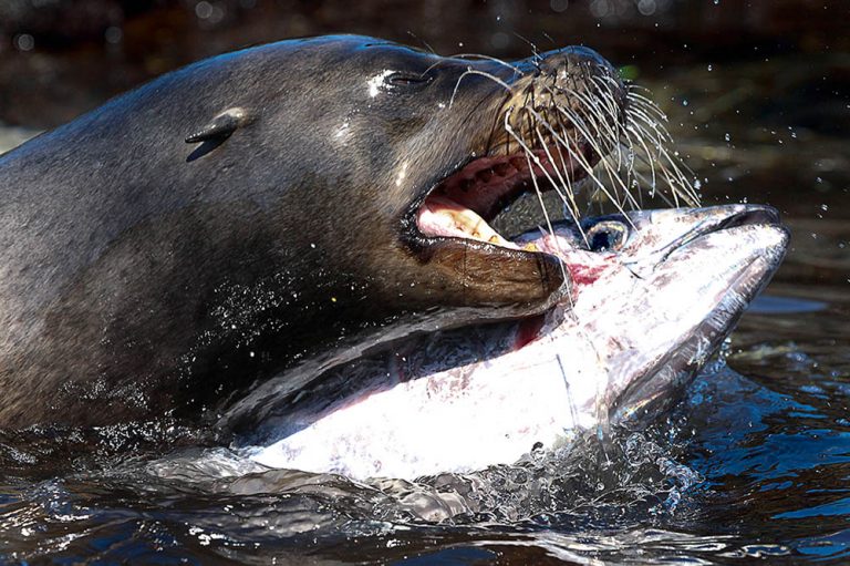 Снимка на Рейчъл Бътлър на морски лъв от Галапагос, атакуващ риба тон с жълти перки, която е изгонила на брега, поведение, което не е снимано досега, от епизода на крайбрежието. Снимка: Рейчъл Бътлър / BBC