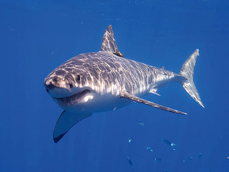 A great white shark as cage-divers love to see them. Photo: Elias Levy