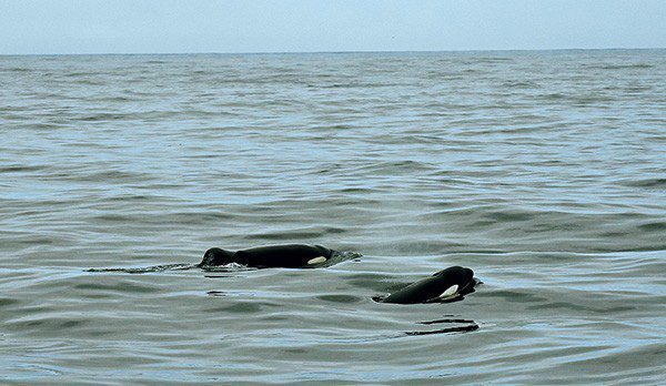 The two killer whales named Port and Starboard, seen at the surface.