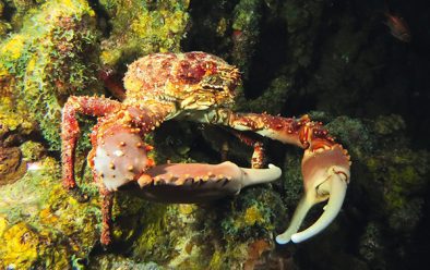 1117 st lucia channel clinging crab
