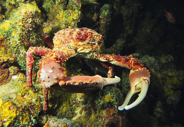 Channel-clinging crab: ‘If this thing swung at you, you’d lose your mask at least’.