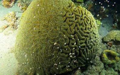 1117 st lucia spawning brain coral