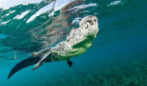 American saltwater crocodiles are among the stars of Jardines de la Reina.