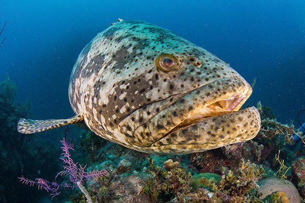 Ang super-friendly na giant grouper ay isa sa mga trump card ng lugar.