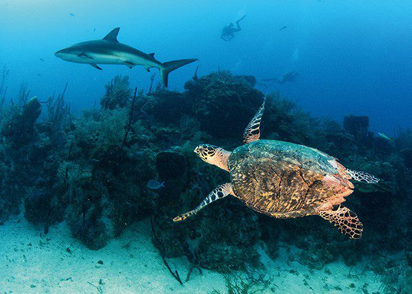 Turtles and sharks live in harmony on the reefs.