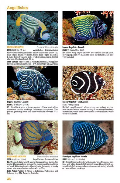 Skærmbillede af New World Marine Life Field Guides e-bog