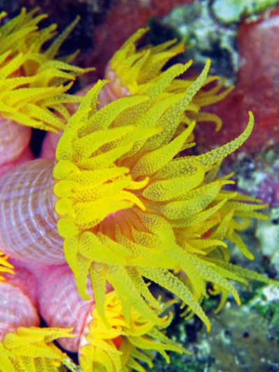 Sinusuri ng 1217 ang weefine ring light jewel anemone