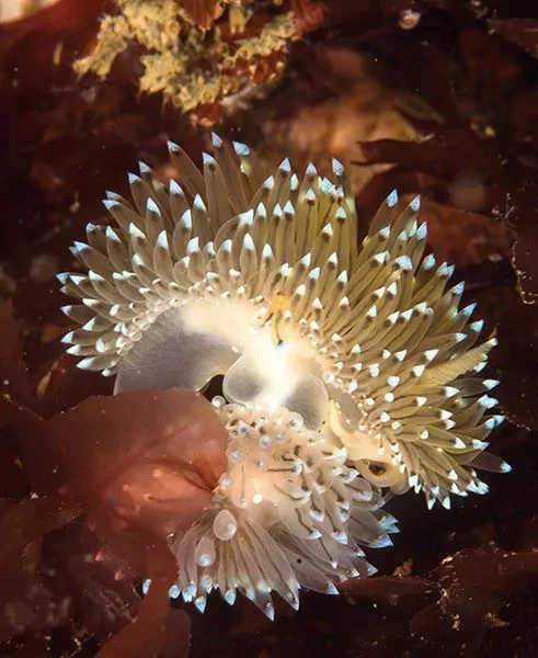 Crystal tips, or Janolus cristatus.