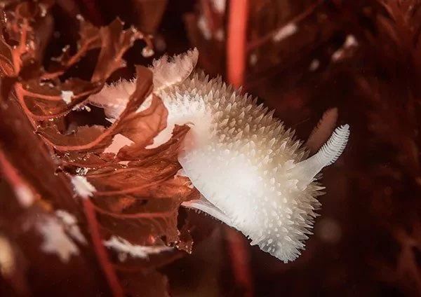 The large Acanthodoris pilosa has a ’fluffy’ appearance.