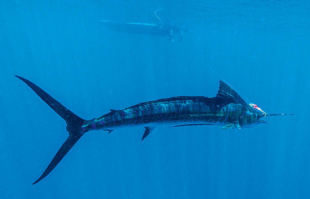 Sailfish with a teaser lure. (Photo: Anthony Grote)