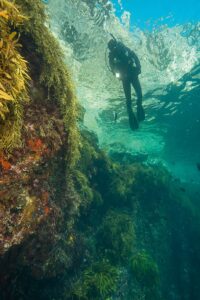 Tuffo! Gli ospiti di Tutukaka al Poor Knights in Nuova Zelanda non vedono l'ora di sentire molto calore, applicato dentro e fuori, quando tornano sulla barca. Foto Justin Gilligan