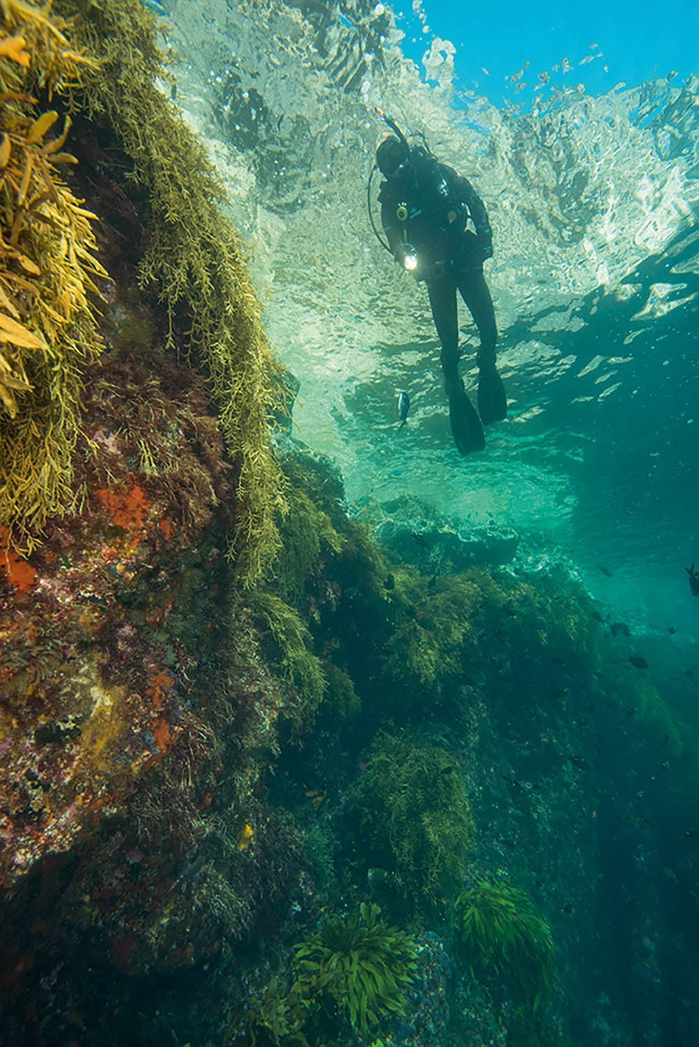Chilled In A Warm Climate 2 Dive! Tutukaka guests at Poor Knights in New Zealand look forward to a lot of heat, applied inside and out, when they get back on the boat. Photo Justin Gilligan